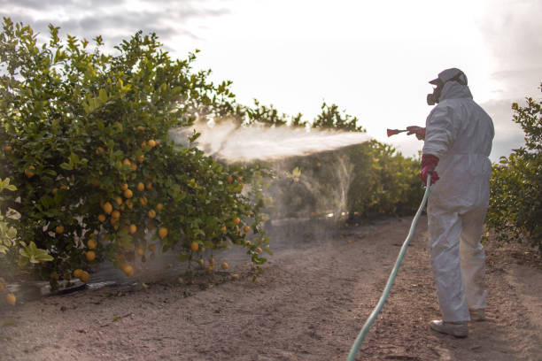 Wasp Removal Services in Harriman, NY