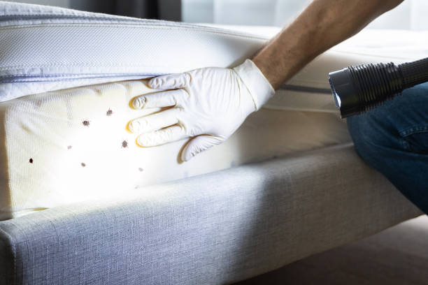 Best Pest Control for Homes  in Harriman, NY