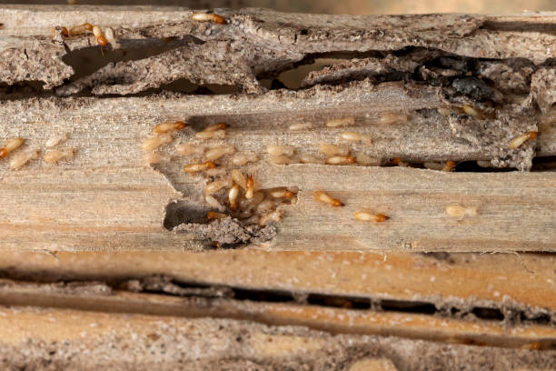 Best Cockroach Control Services  in Harriman, NY